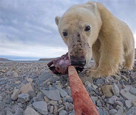 Weber Arctic | Helicopter Hiking: Polar Bear Eating Narwhal