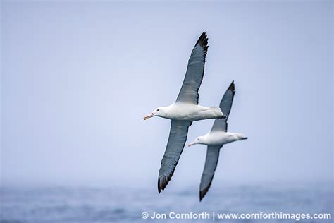 Southern Royal Albatross 12 Photo, Picture, Print | Cornforth Images