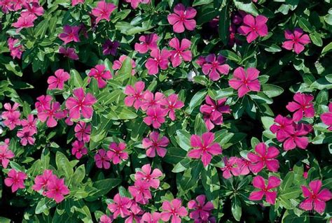 Catharanthus roseus ~ Madagascar Periwinkle ~ Vinca Rosea ~ Rosy Periwinkle ~ Plant Care Guide ...