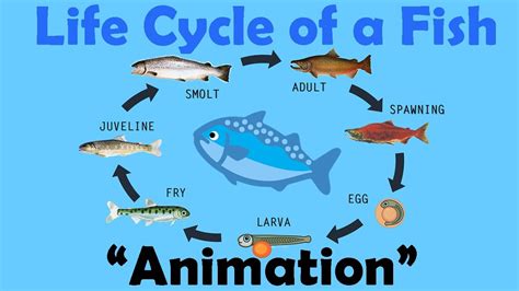 Fish Life Cycle For Kids - fishjulllc