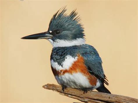 Belted Kingfisher Bird - Facts | Description | Call - Bird Baron