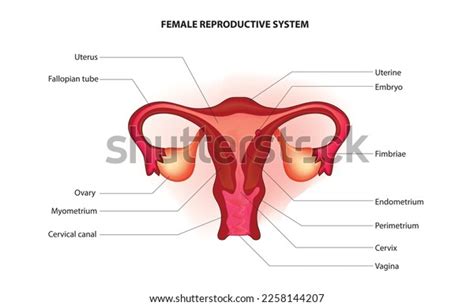 Labeled Diagram Human Reproductive System Internal Stock Vector ...