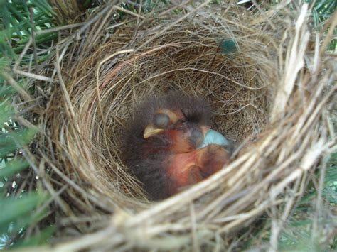 Baby birds in nest | Pics4Learning