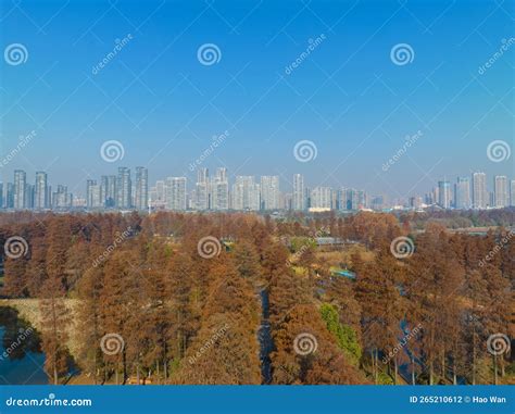 Autumn Scenery of Wuhan East Lake Wetland Park Scenic Area Stock Photo ...