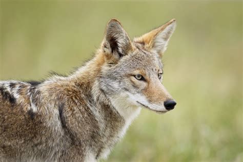 Coyote in the National Park | Wildlife in the Smokies | Pinterest | Wildlife, Beautiful ...