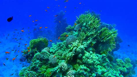 Coral reef in Ras Muhammad Nature Protection Area, Sharm el-Sheikh | By ...