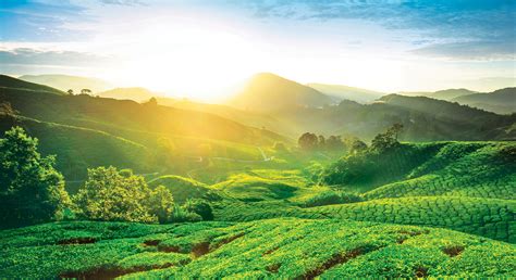 Malaysia Truly Asia - Cameron Highlands