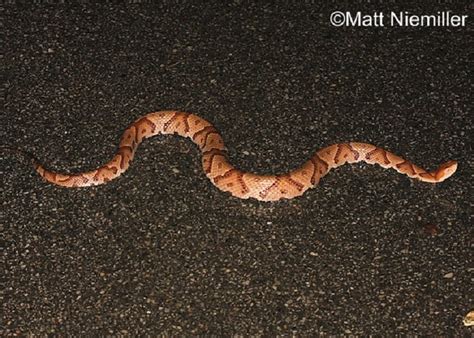 Copperhead | State of Tennessee, Wildlife Resources Agency