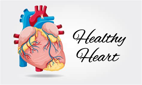 Healthy heart diagram on white background 414190 Vector Art at Vecteezy