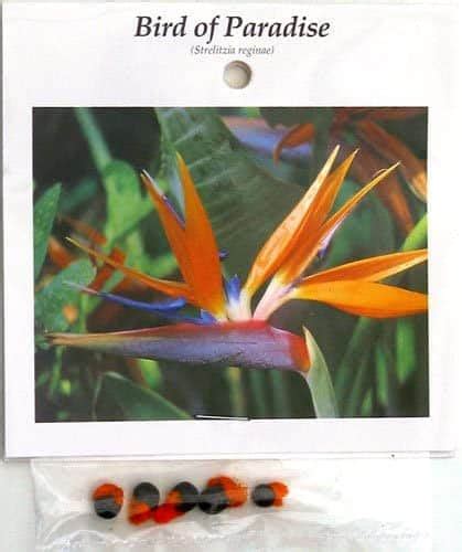 Bird of Paradise Propagation [Best Propagation Tips To Know!]