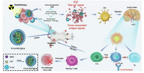 The schematic illustration for mechanism of antitumor immune responses ...