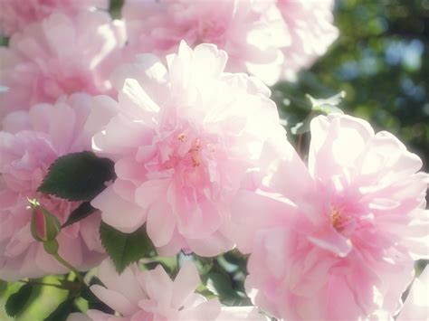 Rose, Blush Boursault, バラ, ブラッシュ・ブールソール, | Rose, Blush Bours… | Flickr