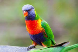 Rainbow Lorikeet Facts, Pet Care, Diet, Price, Pictures