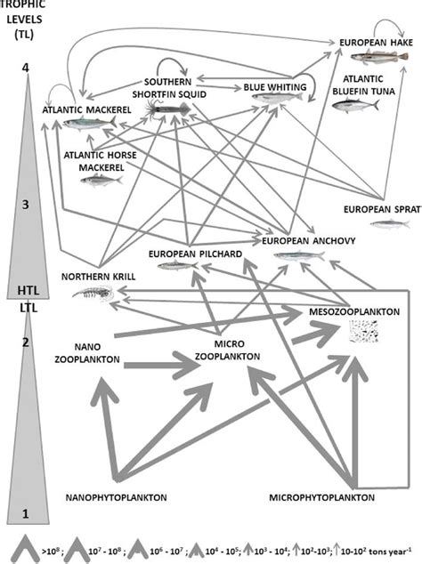 Trophic Level Diagram - exatin.info