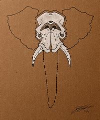 Elephant Skull Drawing at GetDrawings | Free download