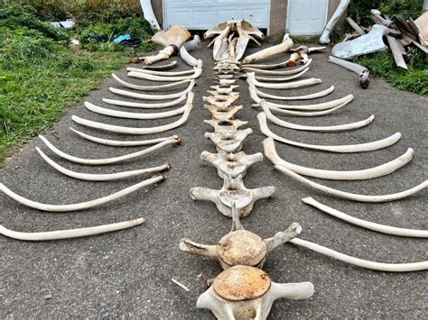 Brier Island fisherman had a few bones to pick this summer — 150 to be precise | CBC News