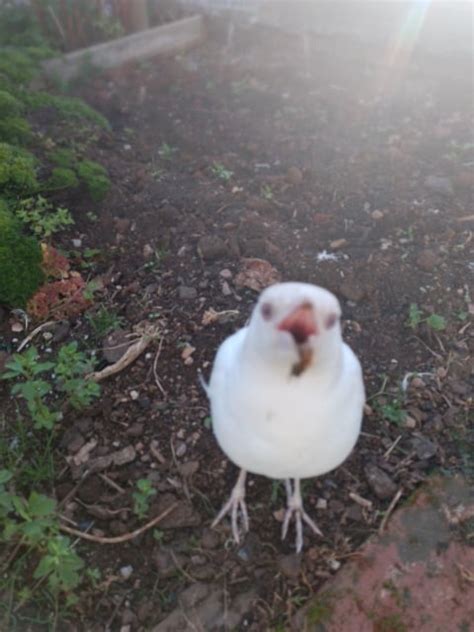 My other favourite albino Magpie : r/Adelaide