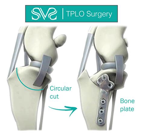 How Much Does A Dog Tplo Surgery Cost