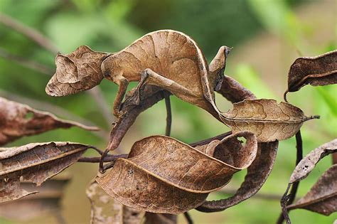 HD wallpaper: brown lizard, animals, reptiles, gecko, camouflage ...