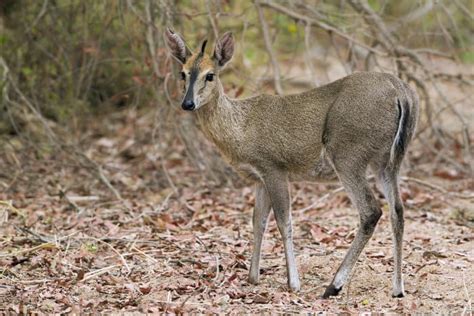 African Animals List - Predators, Primates & Horned Animals of Africa