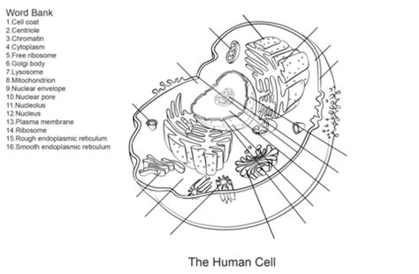 Human Cell Worksheet Coloring page | Animal cell, Cell diagram, Cells ...