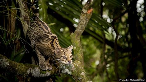 Interesting facts about margays | Just Fun Facts