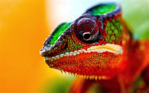 Chameleon Colors Indicate Moods | Fun Animals Wiki, Videos, Pictures ...