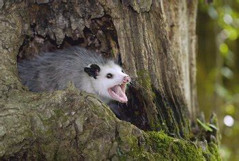 Homemade Natural Possum Repellent | Home Guides | SF Gate