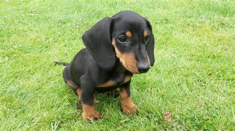 29+ Black And Tan Dachshund Breeders Picture - Bleumoonproductions