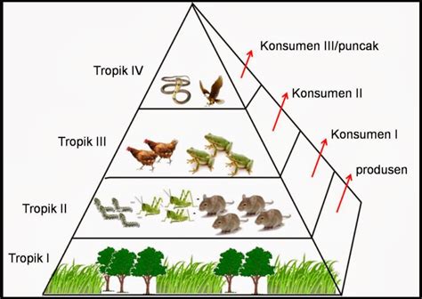 Pengertian dan Contoh Piramida Makanan - RumusHitung.Com