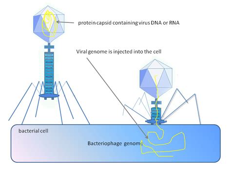 What is Phage therapy? - Nerdyinfo