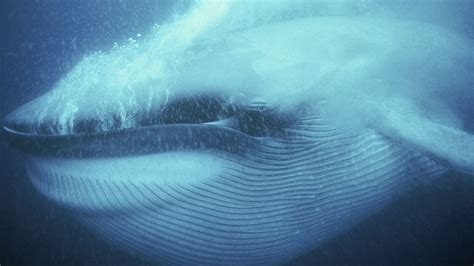 Ocean Giants | Whale Fact Sheet | Nature | PBS