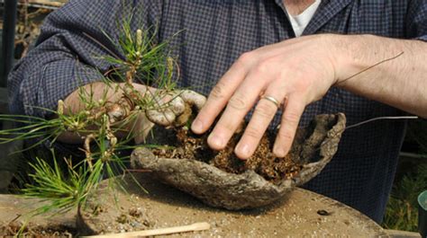 Bonsai Growing Tips - Bonsai Tree Care, Tips & Help