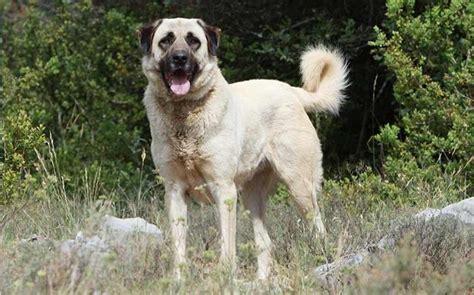 Methods to Train Anatolian Shepherd Dog –Strategies and Techniques for Easy Training of Pets