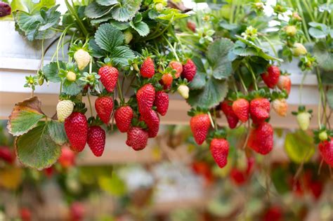 How To Grow Hanging Basket Strawberries - These Varieties Exhibit A ...