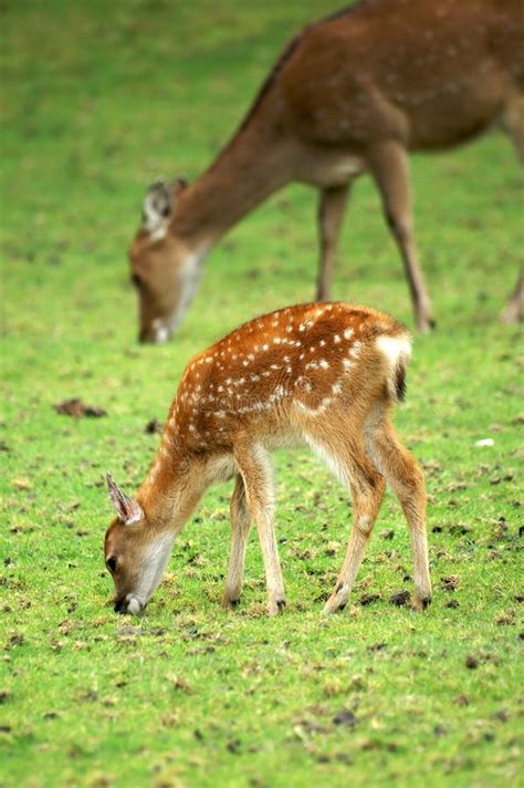 Baby deer and mom stock photo. Image of woods, deer, grazing - 2411592