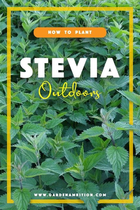 How To Plant Stevia Outdoors | Plant benefits, Growing stevia, Plants