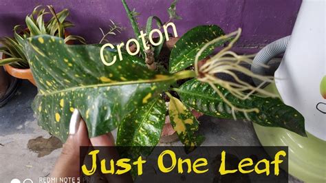 Croton Propagation from Single Leaf||How to grow Croton just one Leaf||How to grow Croton in ...