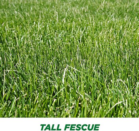 Signature Series Tall Fescue Blend Per Pound Kentucky Lawn Care | Free ...