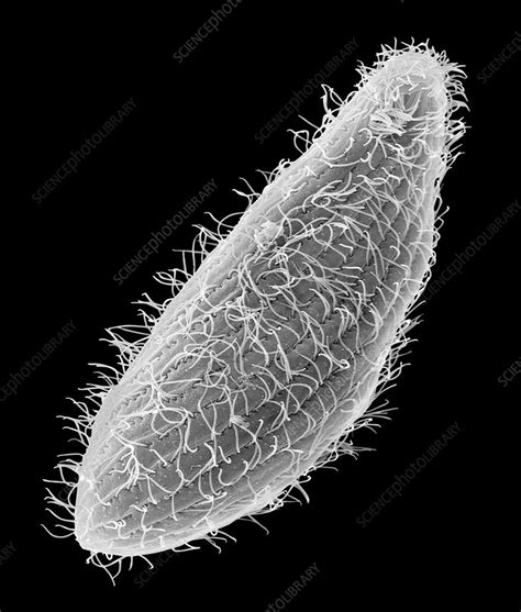 Ciliated protozoan (Tetrahymena thermophila), SEM - Stock Image - C036 ...