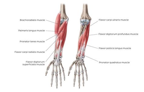 Flexors of forearm, Forearm muscles, structure, function and anatomy | Science online