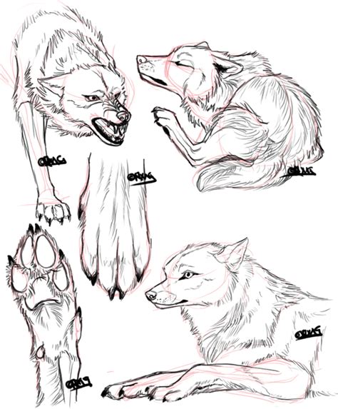 Wolf Anatomy Drawing