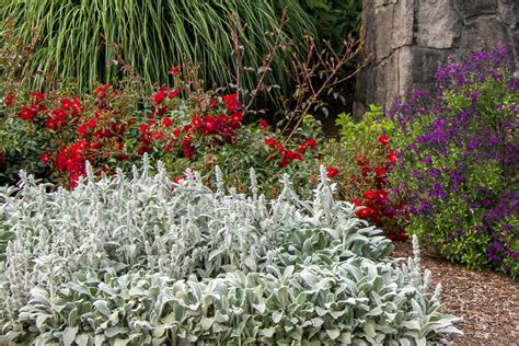 Silver Carpet Lamb's Ear, Stachys byzantina 'Silver Carpet', Monrovia Plant