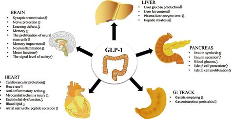 Frontiers | GLP-1 Receptor Agonists: Beyond Their Pancreatic Effects