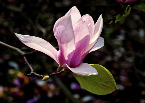 Magnolia Blossom Photograph by Betty Arnold - Fine Art America