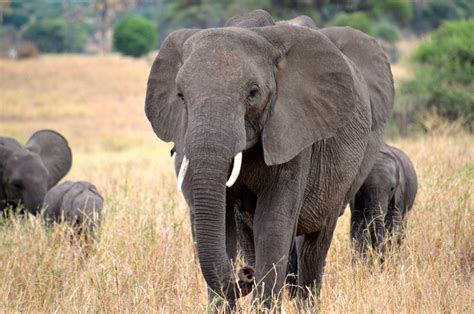 Zakouma National Park | | Alluring World