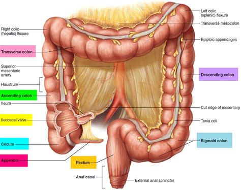 Human Appendix - Anatomy, Location and Function of Appendix