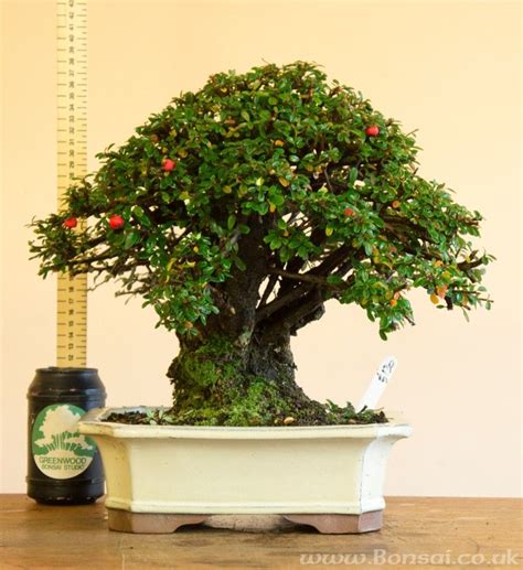 Cotoneaster Bonsai Bonsai Forest, Bonsai Art, Bonsai Plants ...