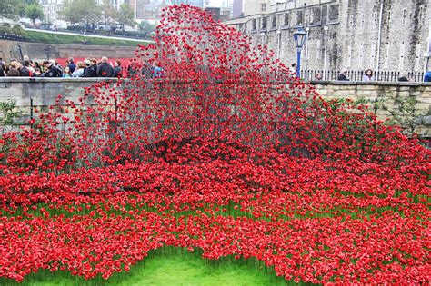 888,246 ceramic poppies infill the tower of london for remembrance day