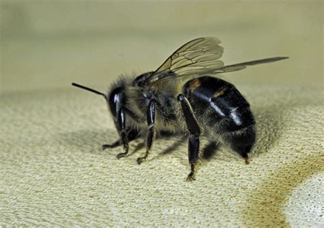 Researchers deconstruct bee stinger to help develop tiny medical devices | UNSW Newsroom